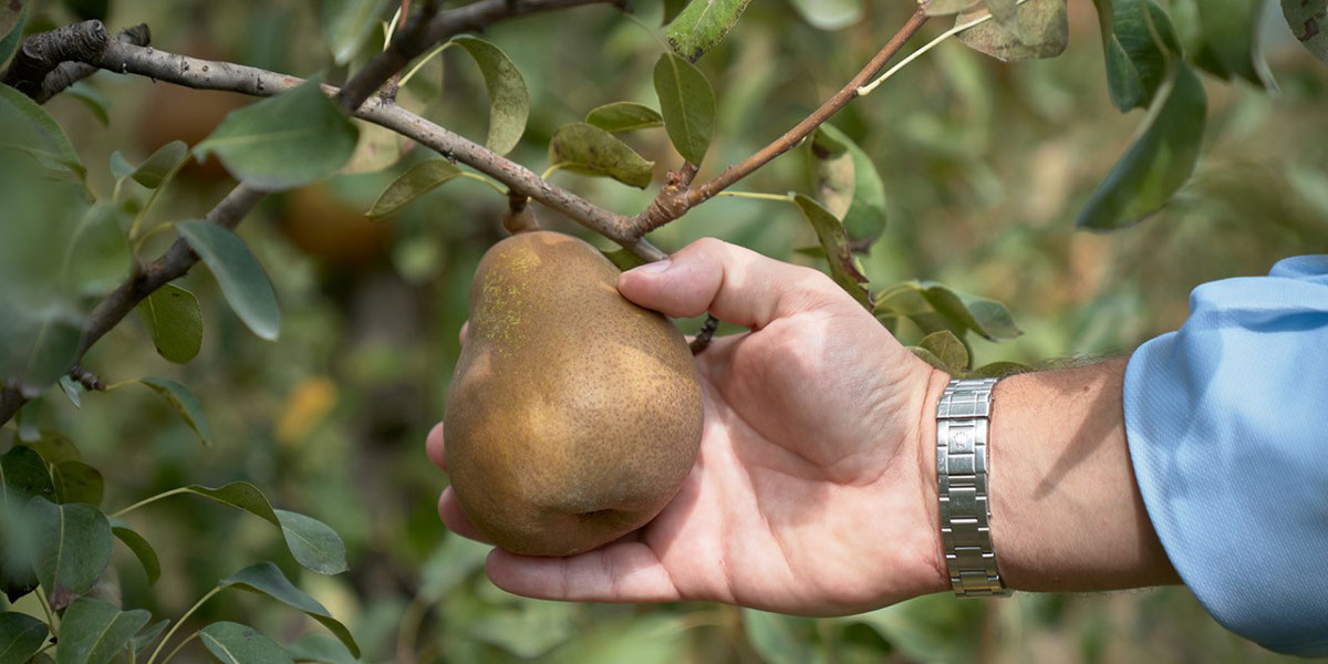 Spreafico scommette su Cibus Connecting Italy